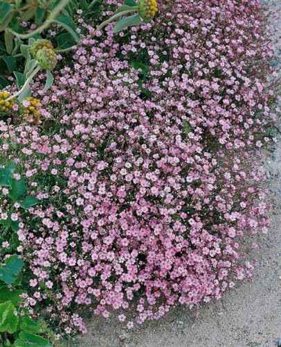 Gypsophila repens \'Rosa Schönheit\' 9 cm Topf – Winterhart, Mehrjährig, Pflegeleicht – Teppich-Gipskraut – Bodendecker für Steingarten & Beet Gypsophila repens \'Rosa Schönheit\' 9 cm Topf – Winterhart, Mehrjährig, Pflegeleicht – Teppich-Gipskraut – Bodendecker für Steingarten & Beet
