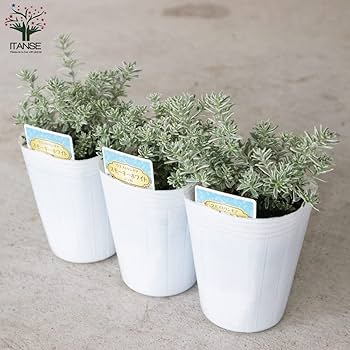 ウエストリンギアスモーキーホワイトとユーカリアルビダ苗木2種セット 美形 ウエストリンギアスモーキーホワイトとユーカリアルビダ苗木2種