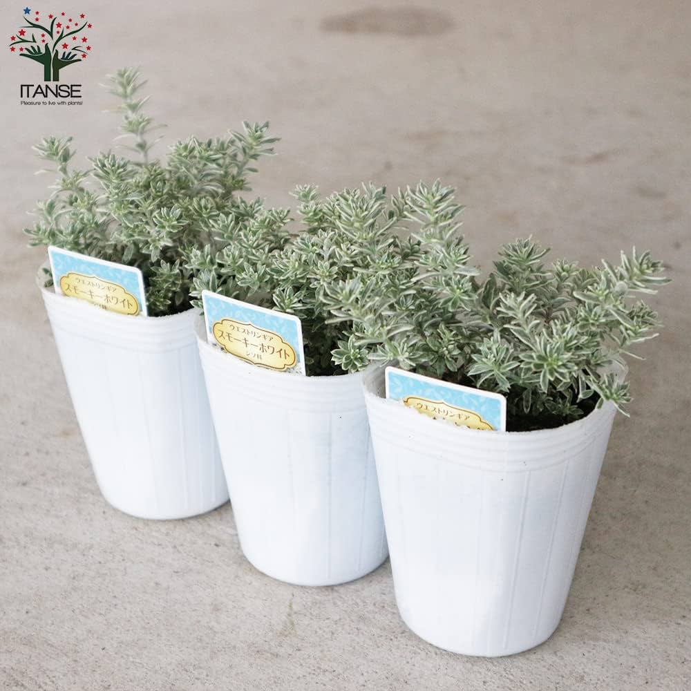 斑入り ウエストリンギア スモーキーホワイト　5個セット 楽天市場】【スモーキーホワイト】 ウエストリンギア 5号ポット