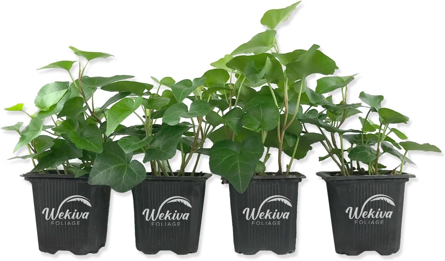 Green English Ivy - 4 Live Plants in 3 Inch Pots - Hedera Helix - Beautiful Easy Care Indoor Air Purifying Houseplant Vine