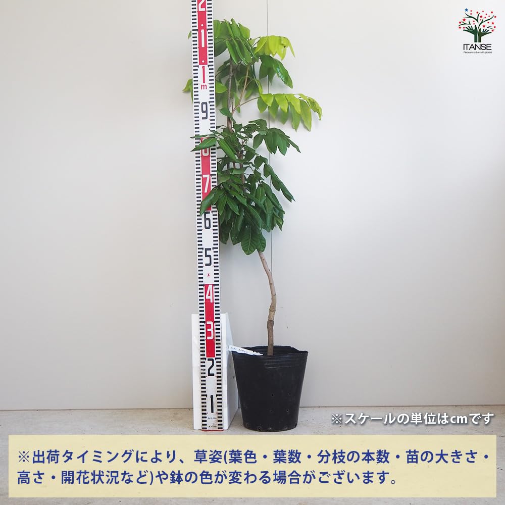 Amazon.co.jp: ITANSE ロンガン 大鵜円龍眼 7号 1個売り 品種で