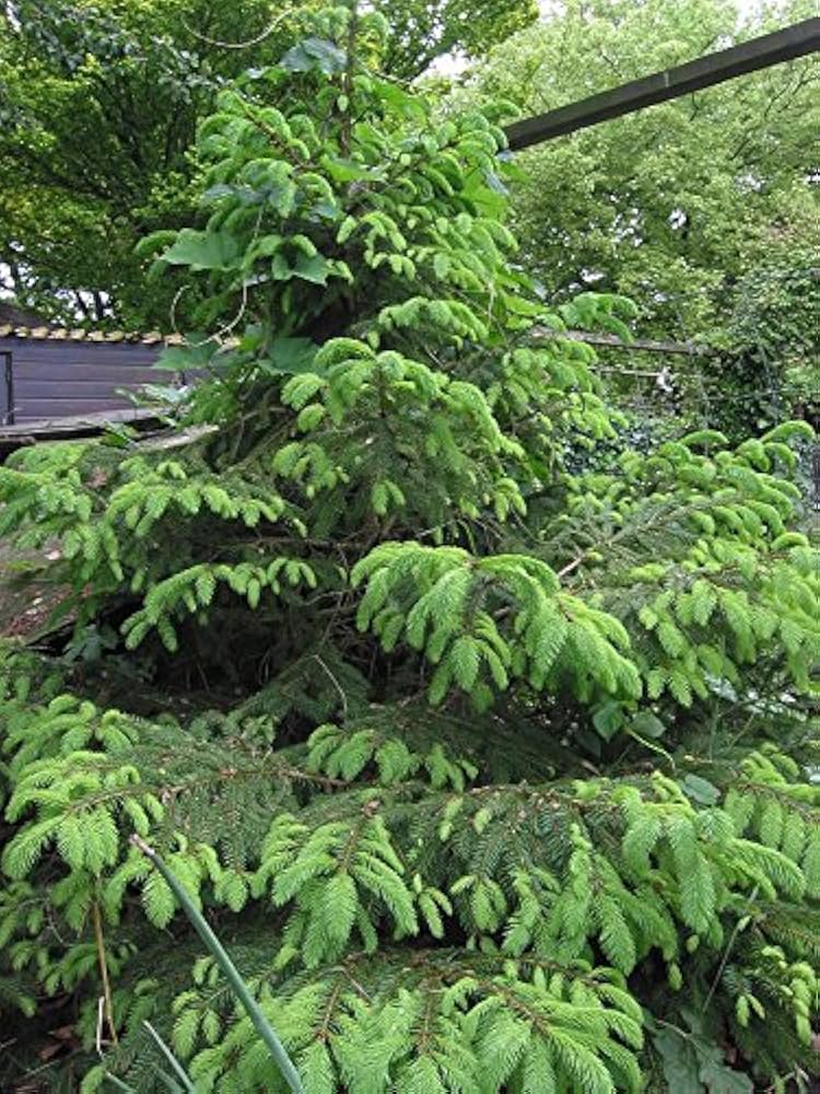 VOLVO　Abies procera　Picea abies トウヒ VOLVO様専用 Abies procera Picea abies トウヒ