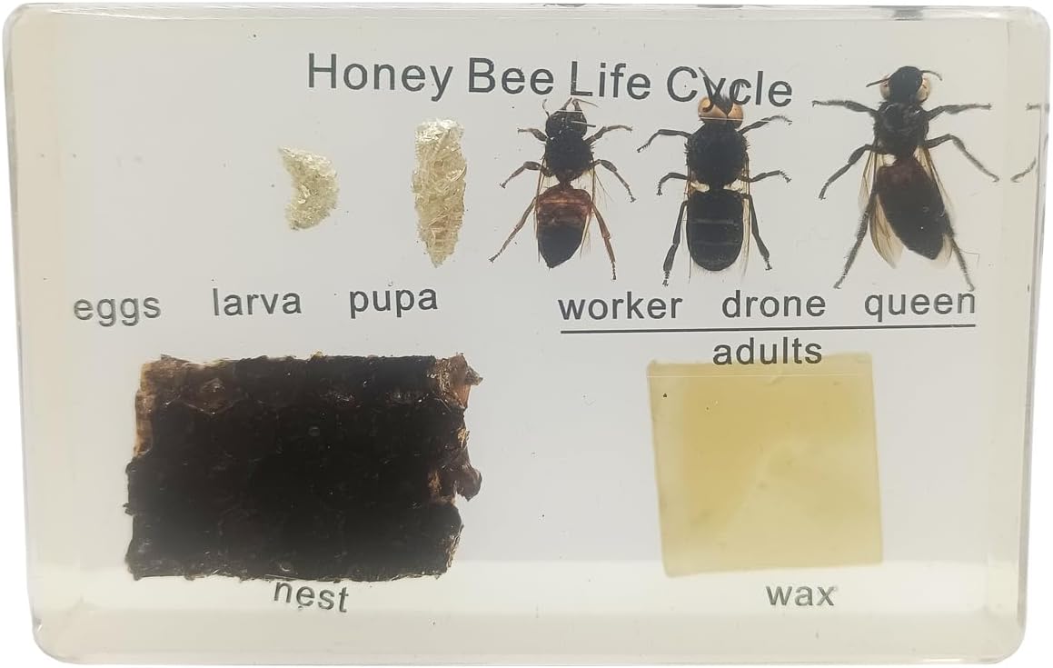 King Mariot Medical EquipmentsHoney Bee Life Cycle Educational Model | Detailed 3D Representation | Compact Size for Easy Observation | Ideal for Science Lessons and Nature Study
