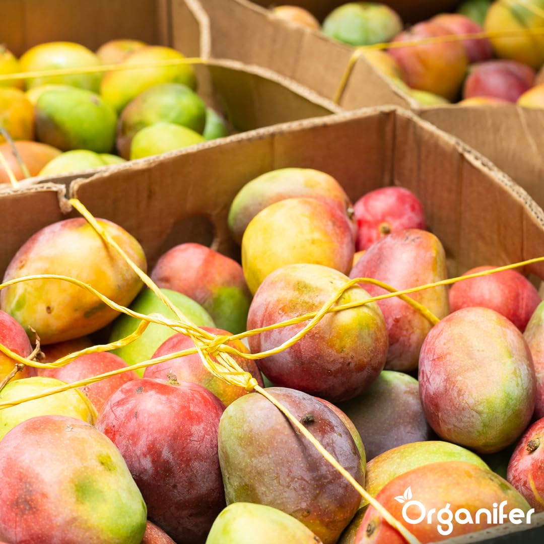 Fertilizzante liquido organico 1L per mango – crescita ottimale e frutti rigogliosi – Organifer