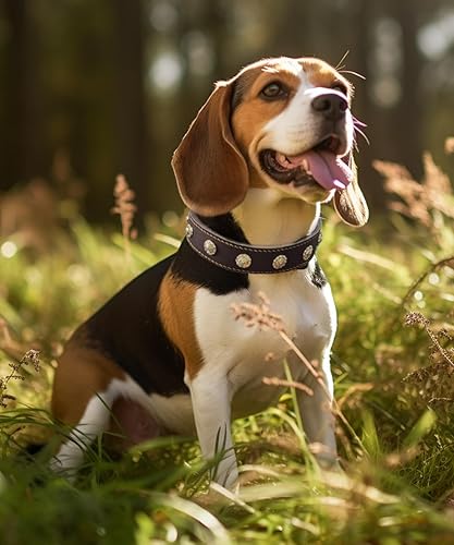 Miniatura 5 de Collar de perro para perros medianos collar de perro de cuero genuino hecho a mano, impresionante y cómodo, hebilla dorada y remaches, estilo de