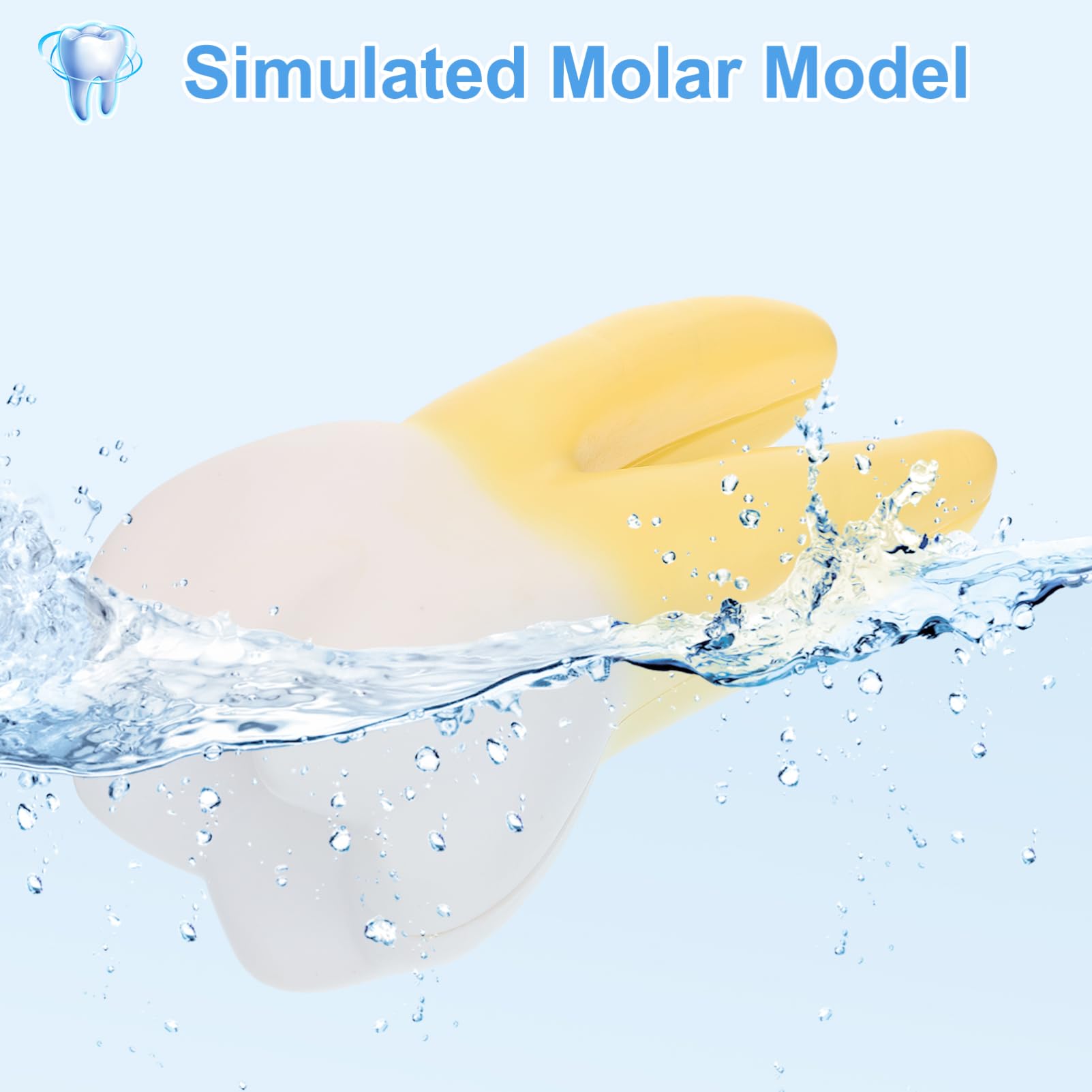 GLEAVI Simulationsmolarenprobe aus Pvc nicht Verformbar Leichtes Molarenmodell für Zahnarztpraxis und Unterricht zur Zahnbehandlungsdemonstration