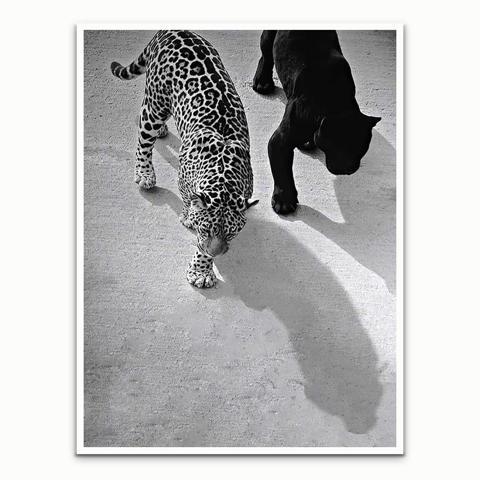 Vintage Black and White Poster Leopard Jaguar Printed Poster Art Cheetah Print Poster Leopard Poster Panther Wall Art Big Cat Print Animal Wild Cats Feminist Poster Decor 16x24in Unframed poster