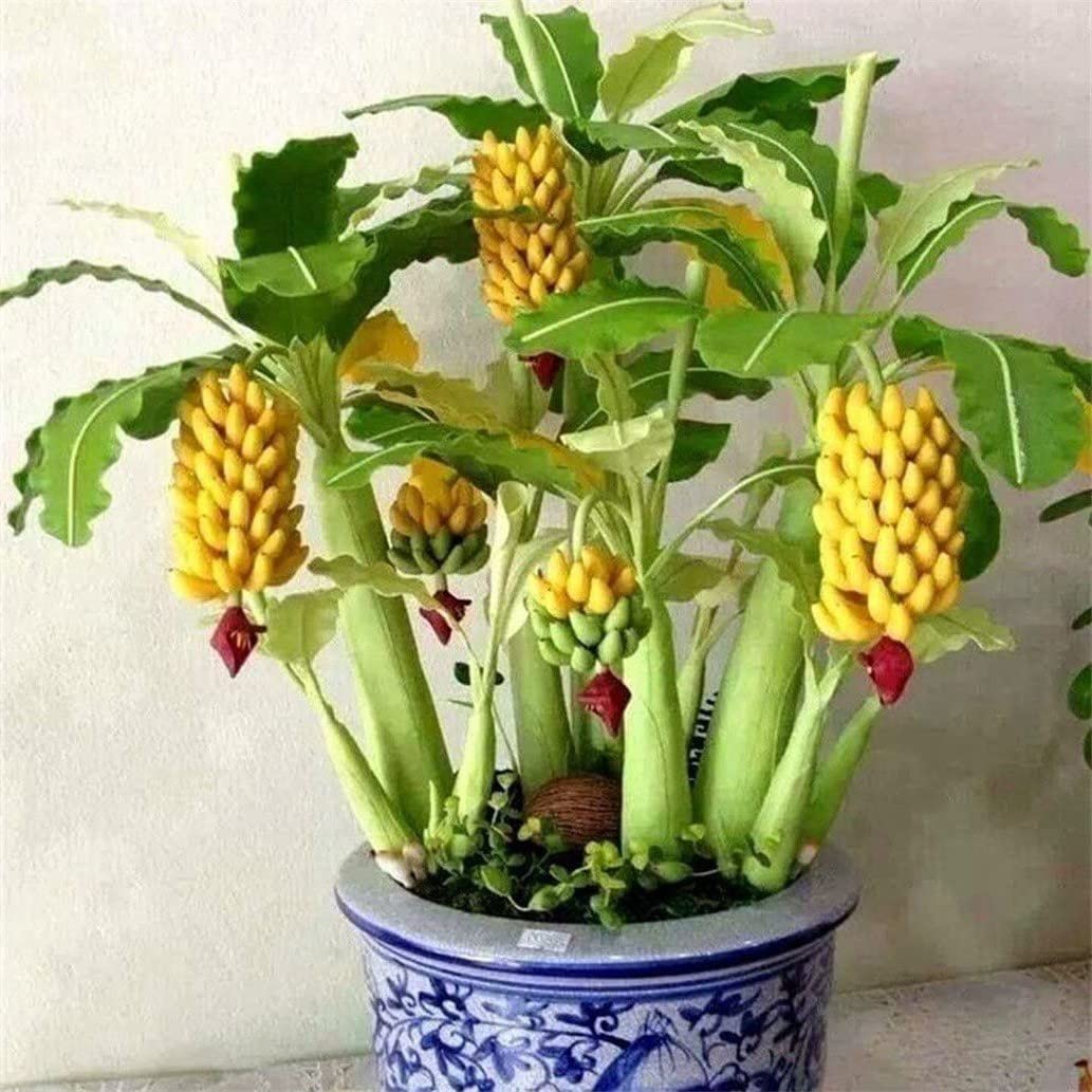 Zomoloco_Banana Plant-Hybrid Singapuri Banana live plant for fruiting, Gardening or devotional purpose [CF2] (B0BHSMNDGQ) Amazon Price History, Amazon Price Tracker