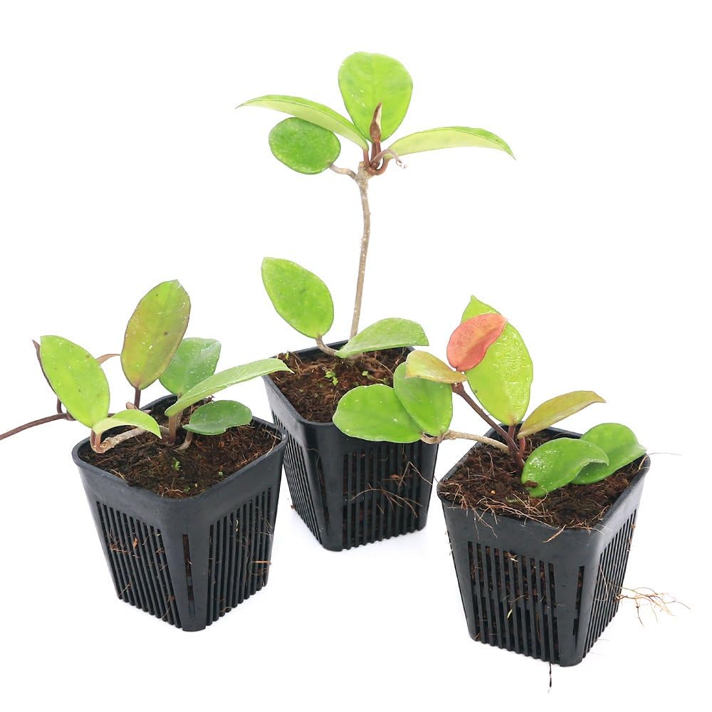 12 ホヤ カルノーサ アルゲンティア プリンセス