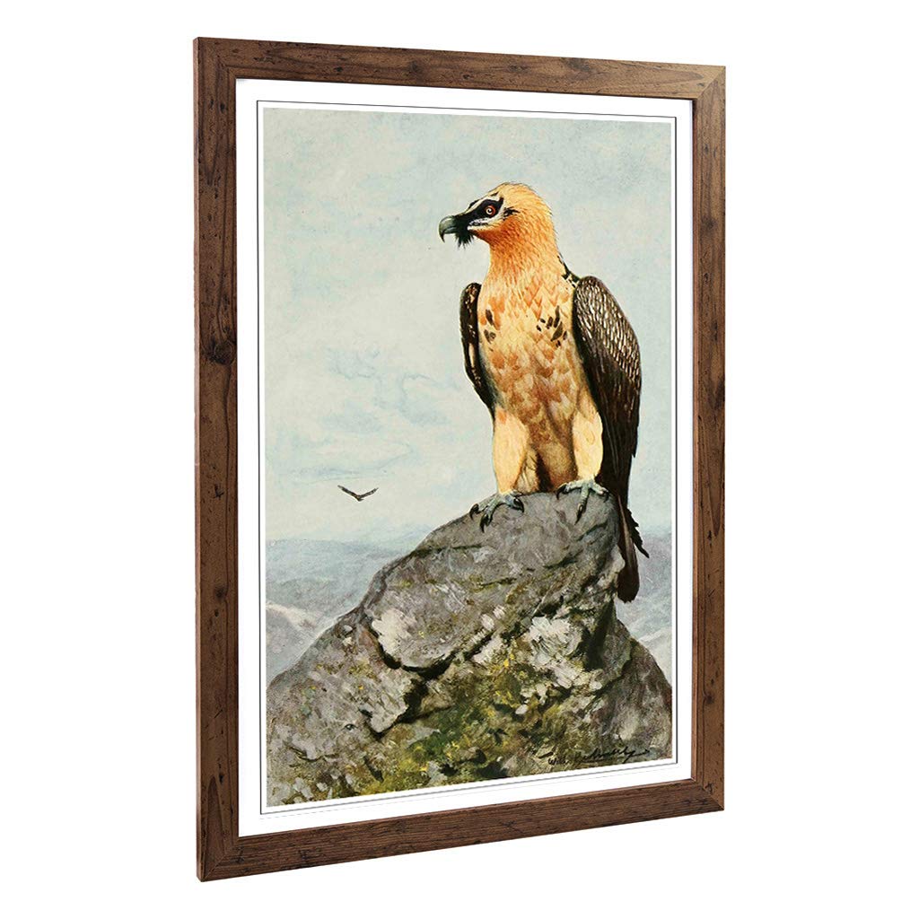 Big Box Art Framed Print of Vintage W Kuhnert Bearded Vulture Design | Wall Art Picture | Home Decor for Kitchen, Living Room, Bedroom, Hallway, Walnut, A2 / 24.5x18 Inch / 62x45cm