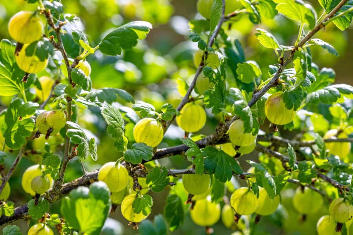 Amla live plant hybrid,live plant for hybrid amla (Pack of 2) (B0CTK5FVH2) Amazon Price History, Amazon Price Tracker