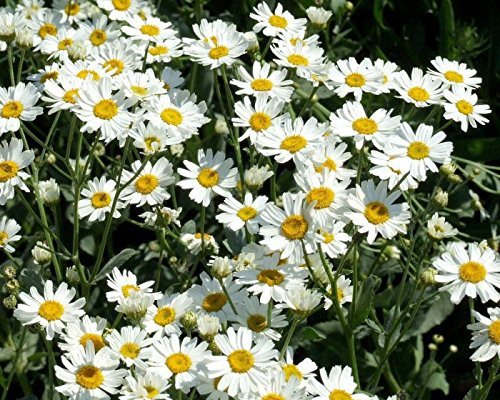 OhhSome Flower Seeds : Metrecaria Flowering Plants Chamomile Tribe Flower Seeds Flower Seeds For Decoration Garden [Home Garden Seeds Eco Pack Plant Seeds - Eco" (B07Z4J479Q) Amazon Price History, Amazon Price Tracker