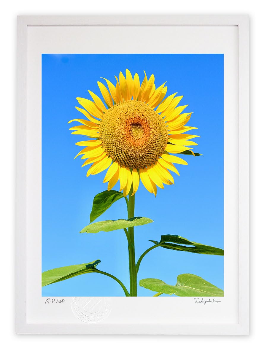 絵画 インテリア 絵 額付(銀) 油絵 F4-110212 風景 ひまわり-Nardi