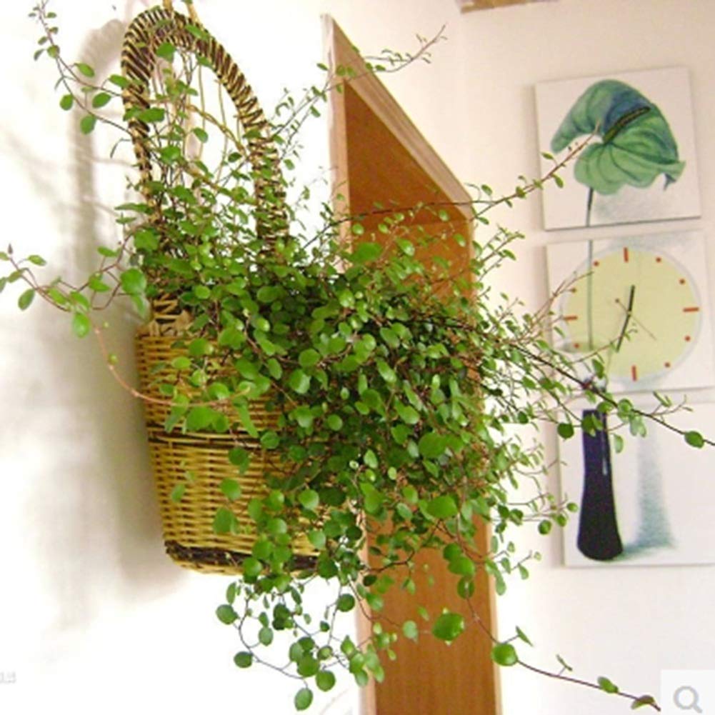 ZHANWEI Plant Flower Stand Flower Pots Holder Wall-mounted Flower Basket Plastic Hanging Basket Indoor Outdoor, 35cm (Size : 35CM)