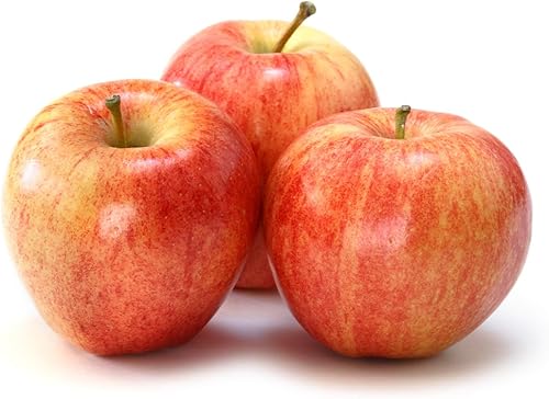 Miniatura 6 de American Plant Exchange Fuji Manzano, maceta de 5 galones, 3-4 pies de alto, planta fructífera viva al aire libre, fruta dulce y ácida