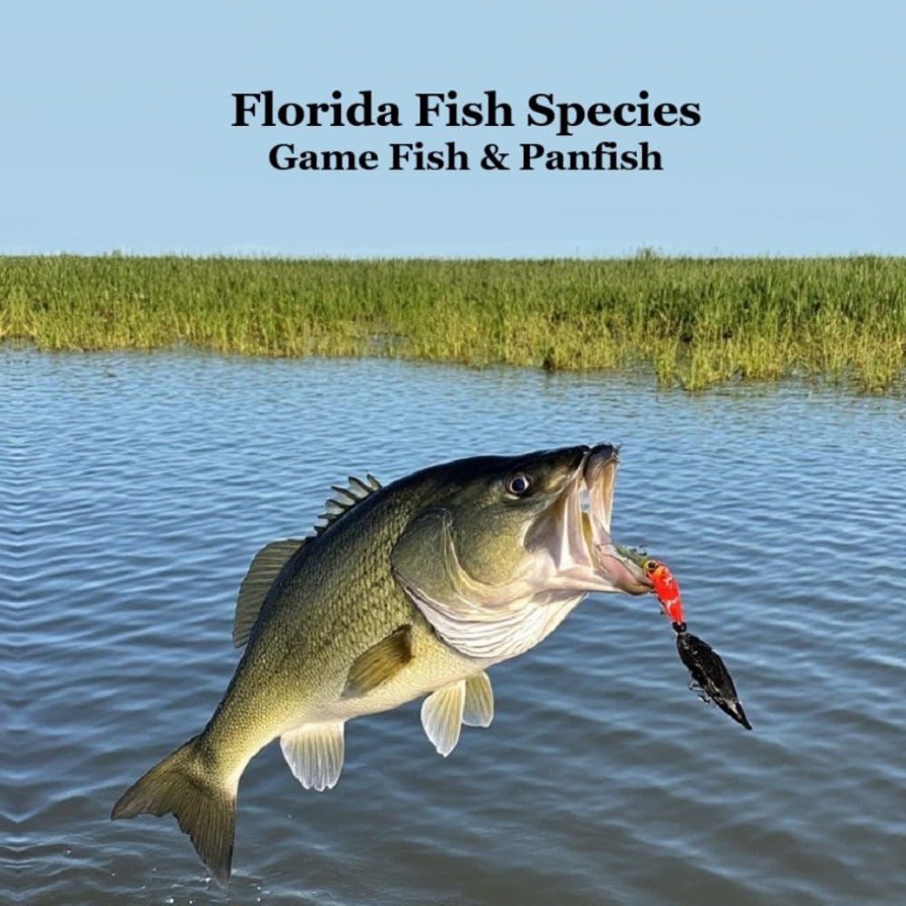 Florida Game Fish and Panfish Species Kids Book: Great Book About the Different Types of Fish in Florida