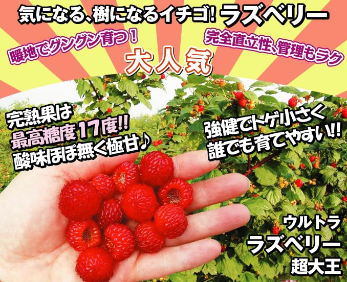 ウルトララズベリー 苗　大株 Amazon.co.jp: 果樹苗 大株ラズベリー ウルトララズベリー超大王 1株