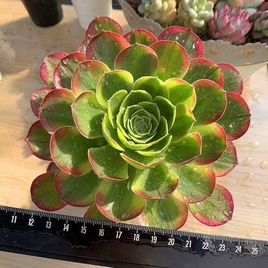 20#多肉植物アエオニウム錦❤️カルミン*エメラルド❤️1大頭8つ子芽22cm拔き苗 20#多肉植物アエオニウム錦❤️カルミン*エメラルド❤️1大頭8つ子芽