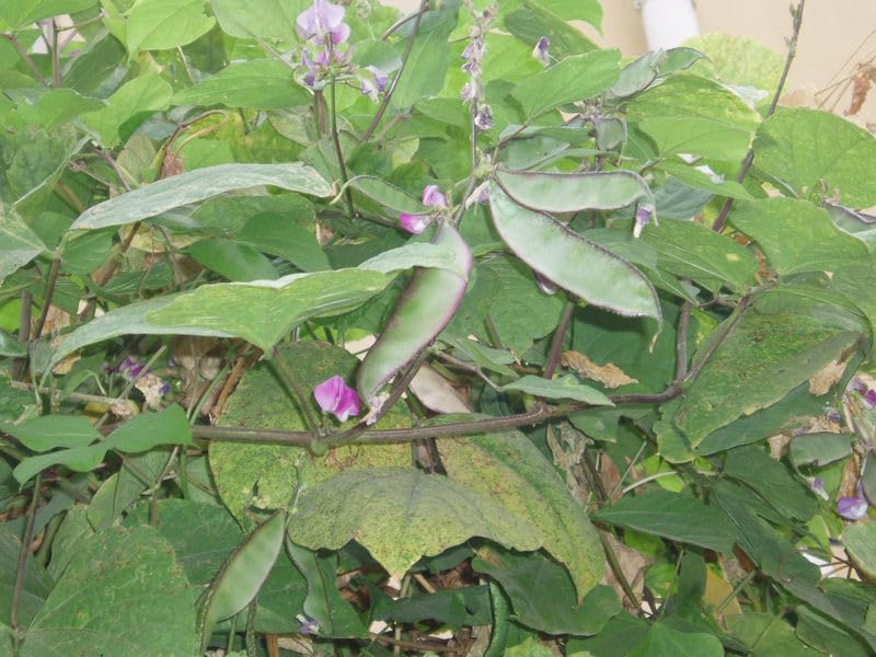ASPEN® Hyacinth/Papdi Beans/Simba/Dolichos Bean/Avarai (20 Seeds) (Seed - 156_Baz)-image-15
