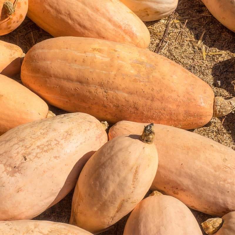 Miniatura 4 de Plátano rosa calabaza (10 semillas)