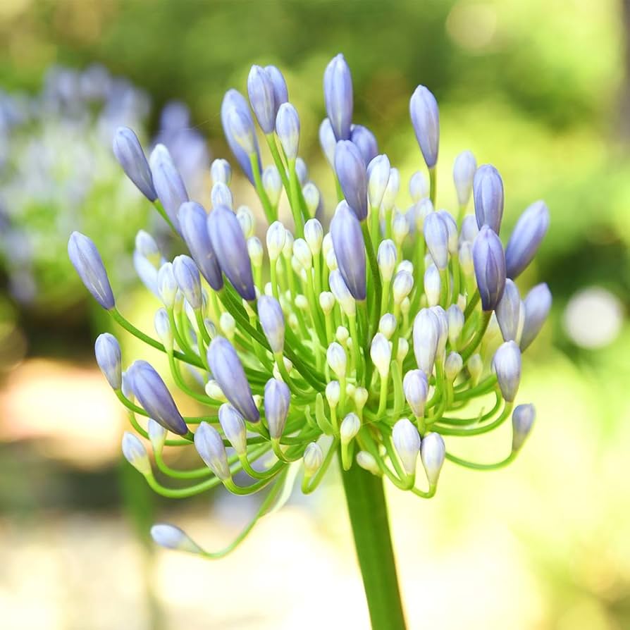 Amazon.com : Blue Agapanthus 1 Gallon : Patio, Lawn & Garden