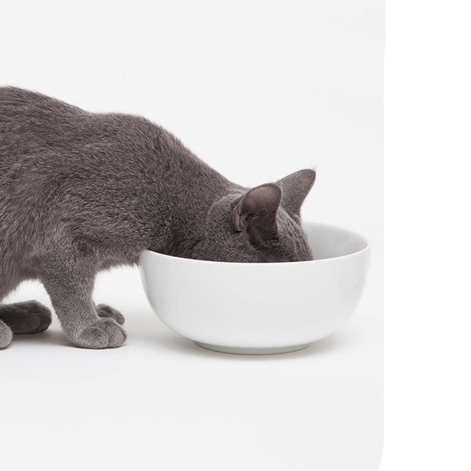 Kattenkruid