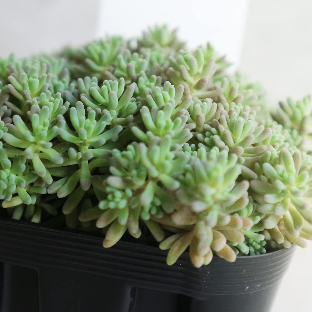 希少！多肉植物 ルベンスリザード③  抜き苗　ポットにいっぱい  セダム 希少！多肉植物 ルベンスリザード③ 抜き苗ポットにいっぱい セダム