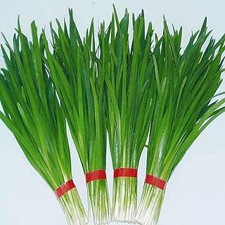 MOCCUROD 250+Garlic Chives Seeds (Allium tuberosum) Chinese Chives Vegetable Seeds