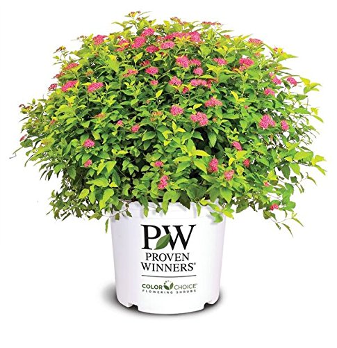 Proven Winners Spiraea jap. Double Play Gold