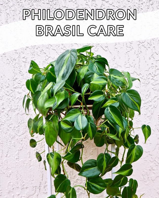 Image of Philodendron Oxycardium Brasil Live Plant - Decorative Indoor Vine | Office Decor | Living Wall | Pack of 1 Live plant With Pot