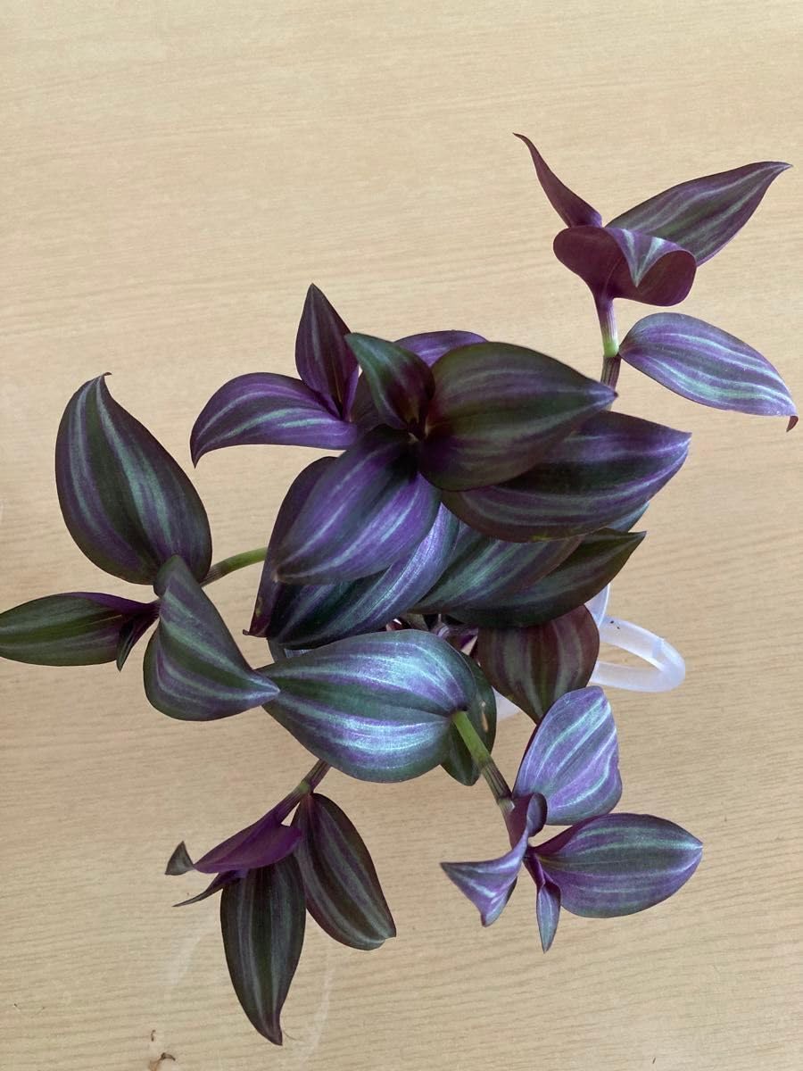 Amazon.co.jp: トラディスカンティア トラディスカンチア ゼブリナ