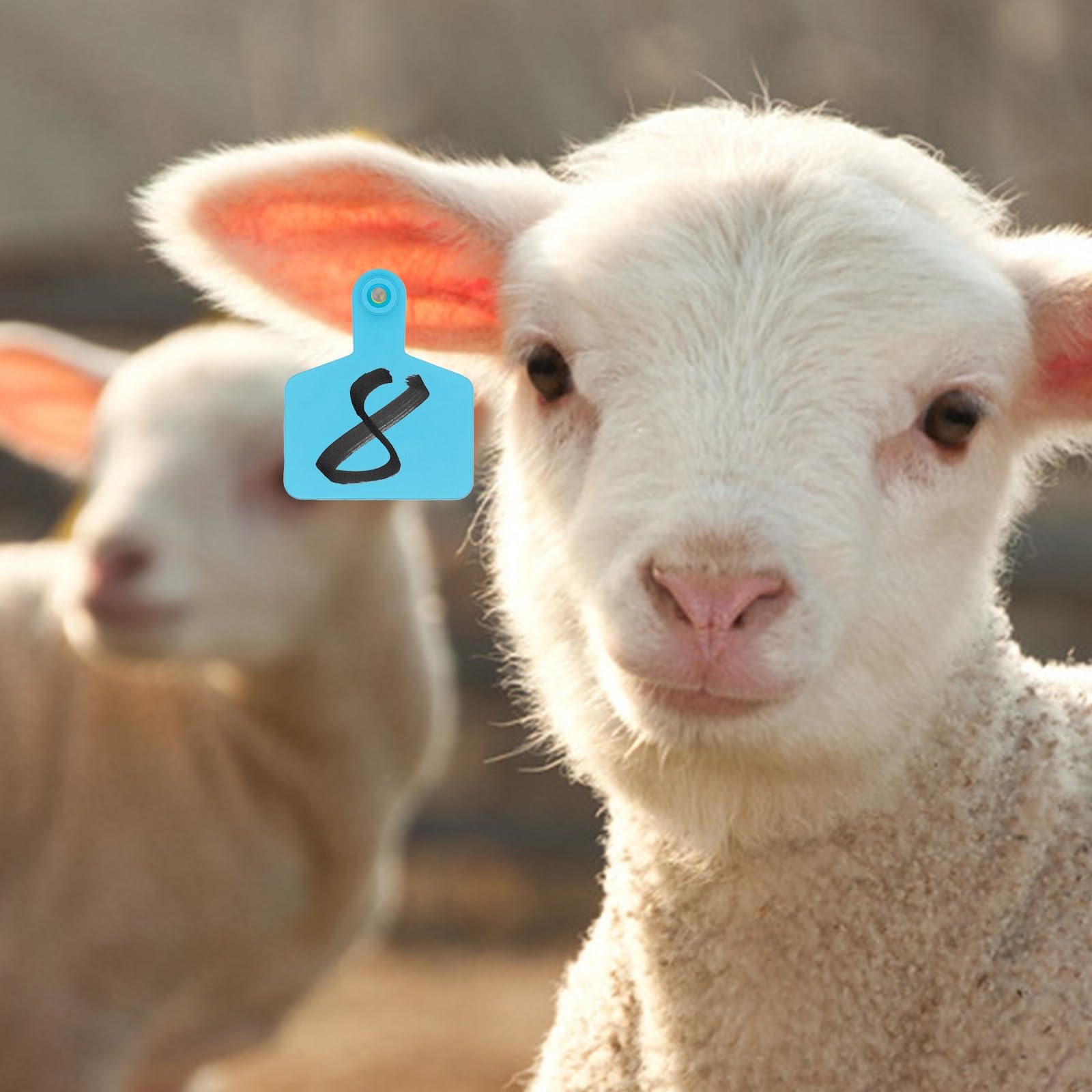 100 Pièces ÉTiquettes D'Oreilles Vierges Etiquettes D'oreille en Plastique pour Animaux Identification du Bétail Étiquettes d'oreille pour Moutons Chèvres Vaches Bovins Porcs Ferme (Bleu)
