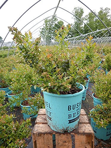 Bushel and Berry - Vaccinium cor. Blueberry Glaze (Blueberry) Edible-Shrub, , #2 - Size Container
