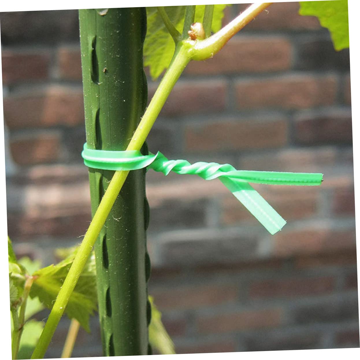 SUPVOX 2000pezzi Fissaggio per Rampicanti Accessorio per Giardinaggio Resistente e Flessibile per Sostenere per e Casa