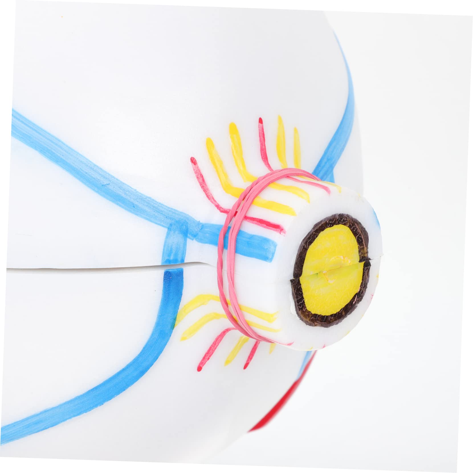 Zerodeko Modèle D'œil Agrandi 6x Matériel Pédagogique Médical Démonstration Membranes Détachables