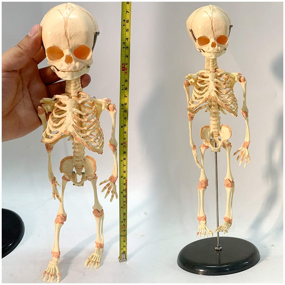 Pädagogische Puppe Säugling Skelett Modell Fötus Schädel Modell - Baby Skelett Modell - Medizinisch Anatomisch Fötal Baby