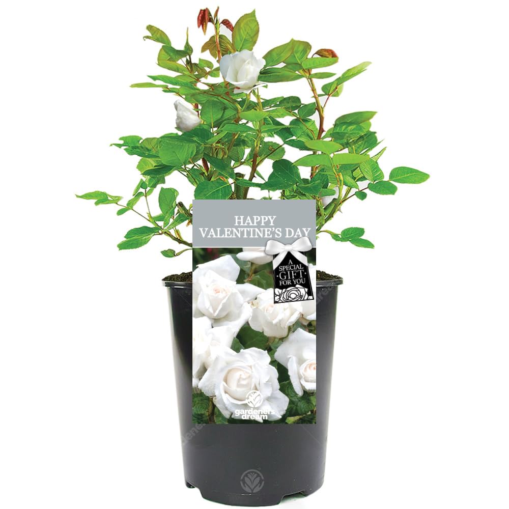 GardenersDream Happy Valentine's Day Rose Plant - Live Valentine Rose with White Blooms - Romantic Living Gift with Personalized Card - Long-Lasting Alternative to Cut Flowers (White, 20-25cm Height)