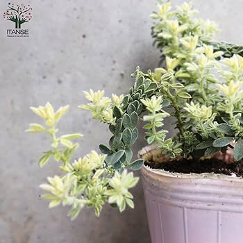 Amazon.co.jp: ロータス・ブリムストーン 2.5号ポット苗 1個売り