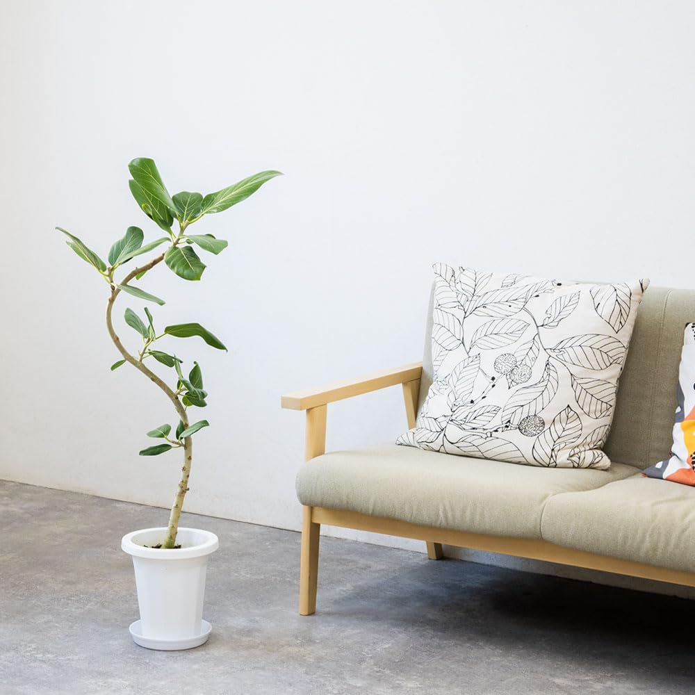 Amazon｜観葉植物 本物 フィカス・ベンガレンシス（ベンガル