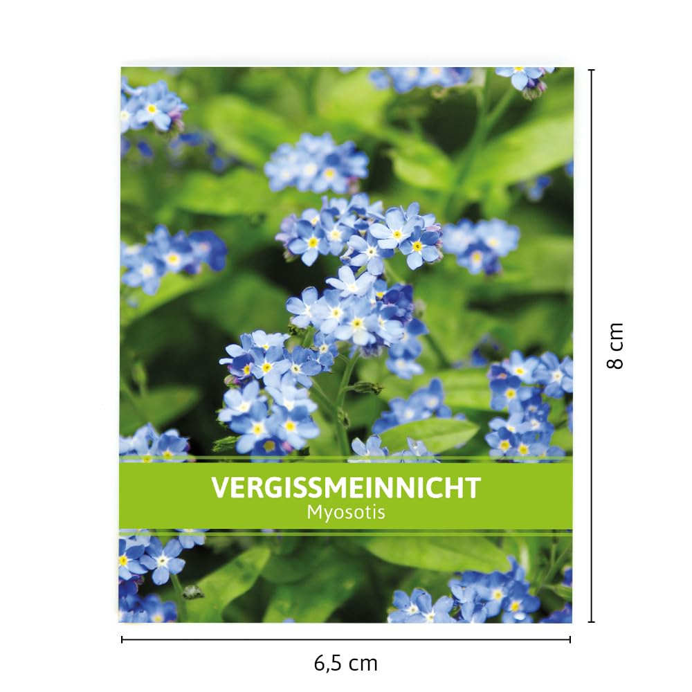 FLORTUS Vergissmeinnicht für Gastgeschenke (500 Tütchen) | Blumensamen perfekt als Dankeschön Geschenke, Werbegeschenke & Gastgeschenke Hochzeit