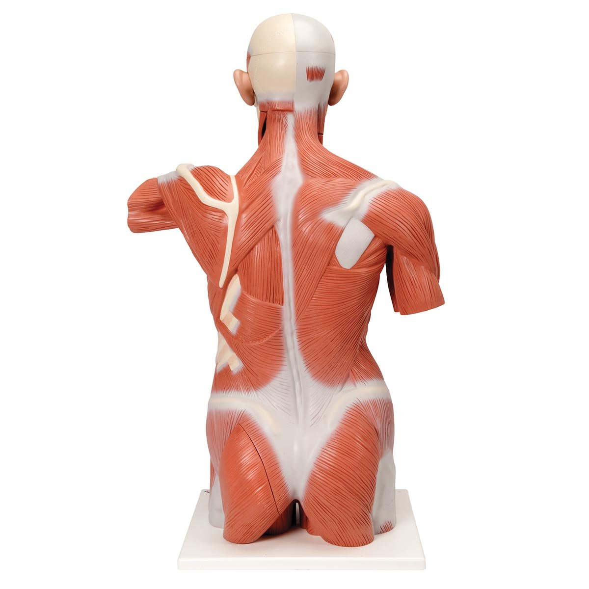 3B Scientific U8470800 Diafragmas de Orificio, Juego de 5