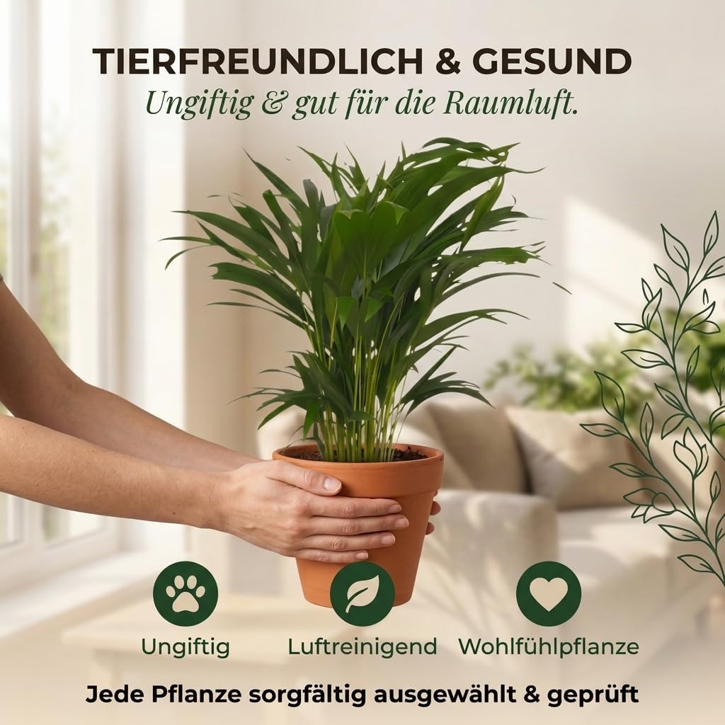 Goldfruchtpalme | 3er-Set | Dypsis lutescens | ca. 40-50 cm | ø 12-15cm Topf | Pflegeleichte Zimmerpflanzen für Wohnung und Büro | Qualität vom Pflanzen Profi | Ideale Raumbegrünung