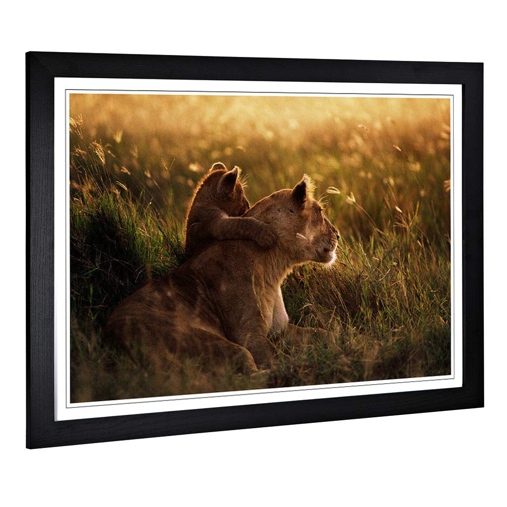 Big Box Art Framed Print of Lion Lioness with Cub Design | Wall Art Picture | Home Decor for Kitchen, Living, Dining Room, Lounge, Bedroom, Hallway, Office, Black, A2 / 24.5x18 Inch / 62x45cm