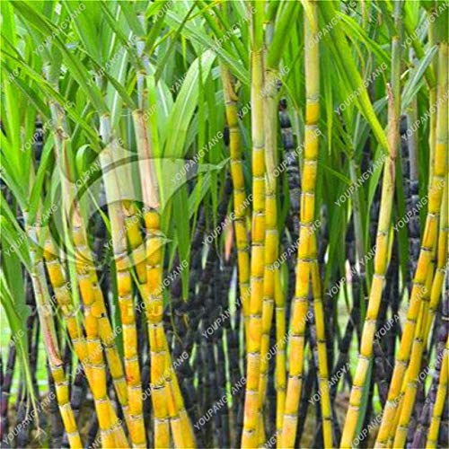 90 Pcs Sugar Cane Happy Farm Perennial Sugarcane Sementes Seeds