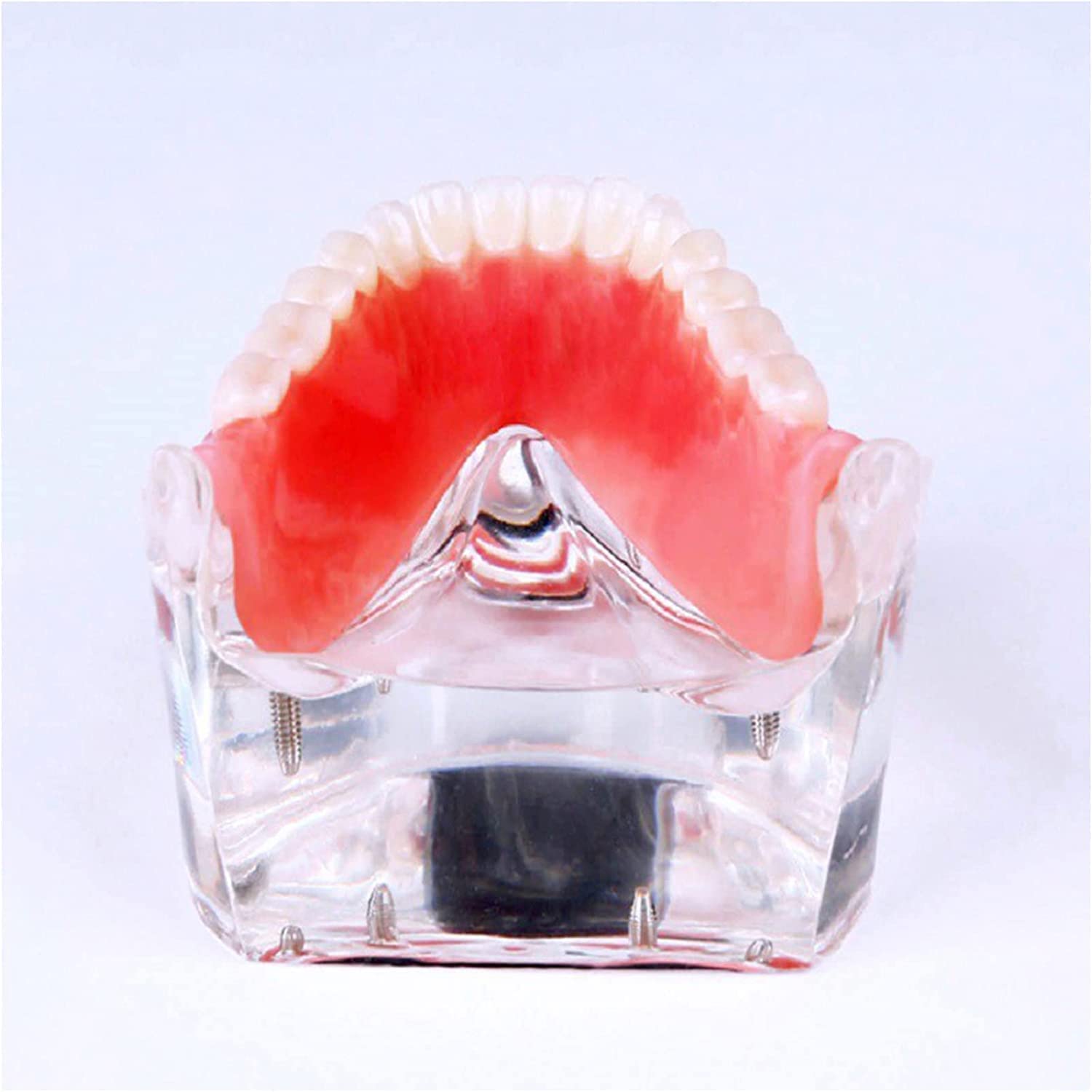 Modello Anatomico, Modello Scheletrico, Modello di Denti Implantari, Modello Didattico per Studio Odontoiatrico, per Protesi su Impianti E Unghie, Modello di De