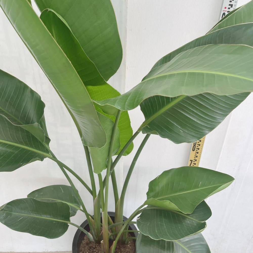 Amazon｜観葉植物 ストレリチア オーガスタ 10号 大型大株