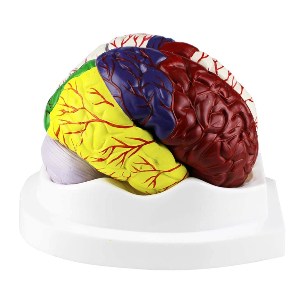 Modelo humanbrain – Modelo de anatomía estructural desmontada, para modelo de enseñanza de estudio científico, equipo de laboratorio