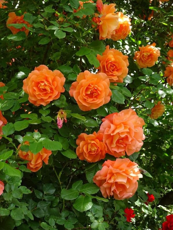 See full amazon price history chart for Ritz Farming® Imported climbing rose flower seeds | orange climbing rose flower seeds for Home pots | all Season Flowering seeds for Gardening pack of 40-50 seeds Ritz Farming® Imported climbing rose flower seeds | orange climbing rose flower seeds for Home pots | all Season Flowering seeds for Gardening pack of 40-50 seeds (B0CKVLRSH7) Amazon Price History, Amazon Price Tracker