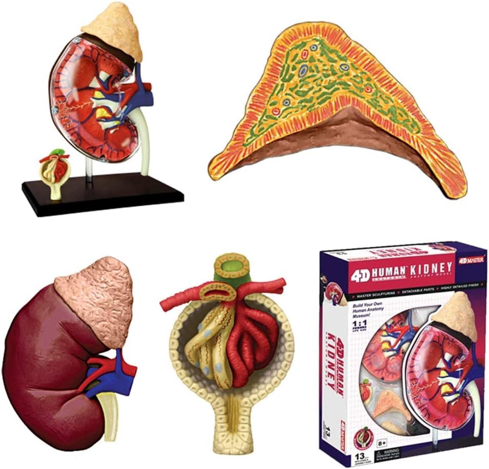 Modèle d'anatomie des organes rénaux avec 41 pièces amovibles pour l'étude médicale détaillée