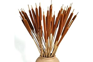 Dried Cattails Floral Stems